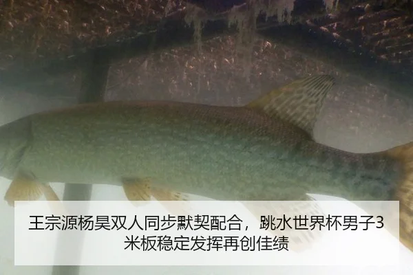 wang-zong-yuan-yang-hao-shuang-ren-tong-bu-mo-qi-pei-he-tiao-shui-shi-jie-bei-nan-zi-mi-ban-wen-ding-fa-hui-zai-chuang-3-430.jpg